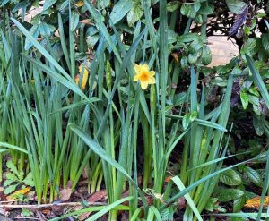 Daffodils starting to flower